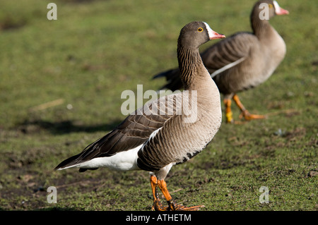 Lesser White-Fronted Geese (Anser erythropus) Stock Photo