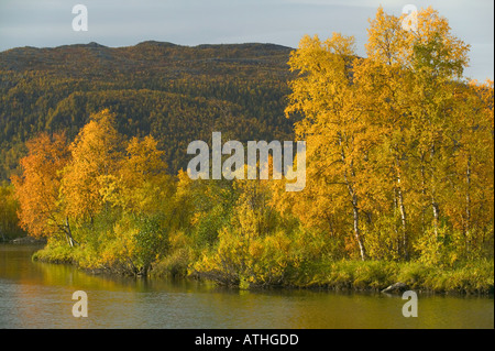 Autumn colours in the Kvikkjokk Delta nr Kvikkjokk Laponia Lapland Sweden Stock Photo