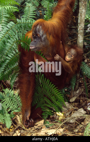 Mother and baby sumatran orangutan Stock Photo