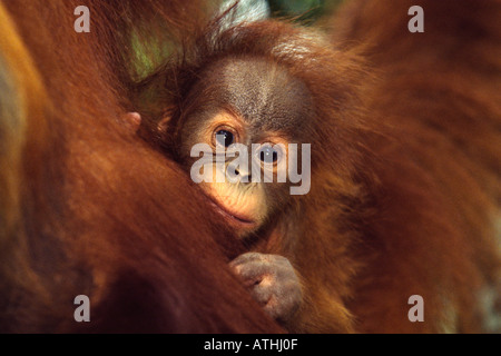 Baby Sumatran orangutan Stock Photo