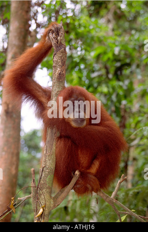 Adult male sumatran orangutan Stock Photo