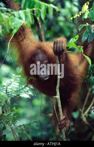 Sumatran orangutan Stock Photo