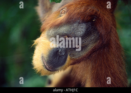 Adult male Sumatran orangutan close up portrait Stock Photo