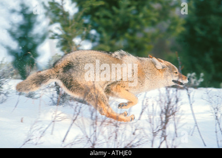 Snow Peak - CONPE10  Coyote コヨーテ　コロニスタ　colonista Woman bit by coyote in Yellowstone National Park