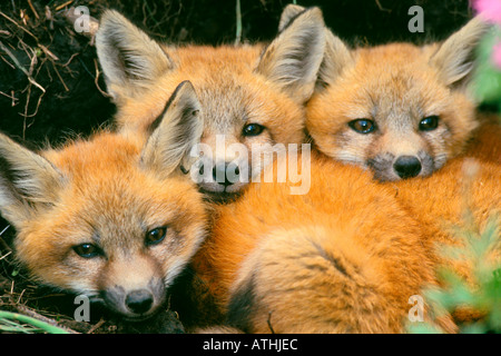 Red fox pups at den in Colorado Stock Photo