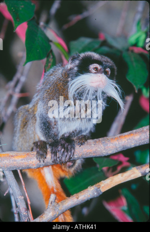 Emperor Tamarin Stock Photo