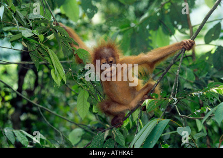 Baby sumatran orangutan Stock Photo