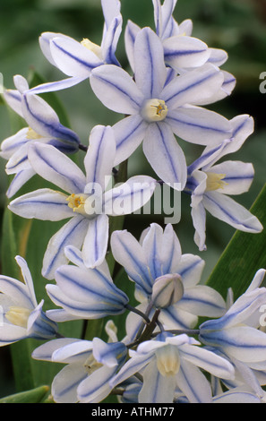 Puschkinia scilloides libanotica, Spring bulb, pale blue striped flowers, garden plant Stock Photo