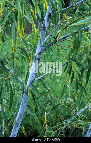 Salix acutifolia 'Blue Streak', willow tree, blue coloured stems branches, garden plant willows Stock Photo