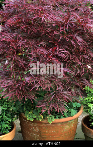 Acer palmatum dissectum 'Atropurpurea' in pot, container Stock Photo