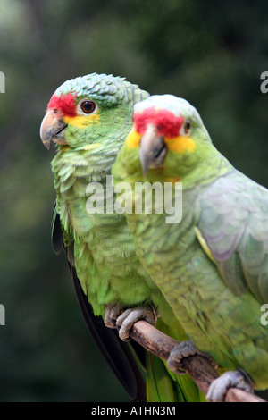 Two Red-Lored Parrots or Red Lored Amazon Parrots (Amazona autumnalis) sit on a bracnh at the Macaw Mountain Brid Park in Copan. Stock Photo