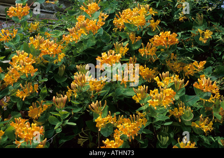 Lonicera x tellmanniana, AGM, honeysuckle, climbing plant garden yellow orange flower honeysuckles loniceras Stock Photo