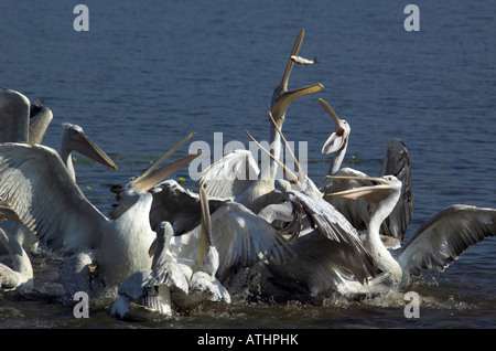 Dalmatian Pelican (Pelecanus crispus). Group squabbling over a fish that has been thrown to them Stock Photo