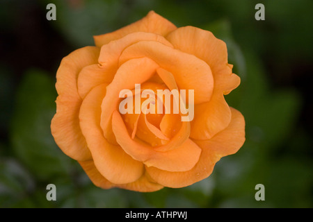 Single Orange rose close up Stock Photo