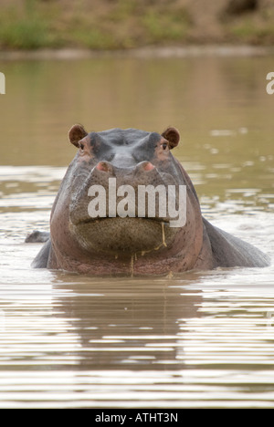 A grumpy looking hippo emerges from the water and stares straight at the camera Stock Photo