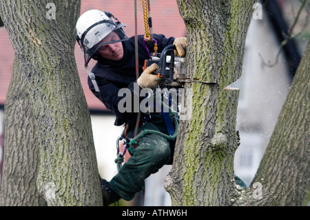 Tree feller cutting through a thick trunk Stock Photo