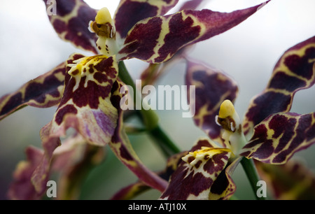 Up close shot of Odontioda orchid Stock Photo
