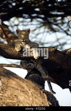 Leopard cub (panthera pardus) in tree, Samburu, Kenya Stock Photo