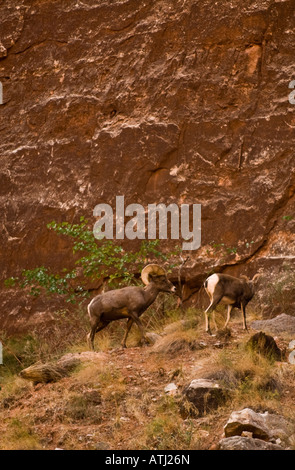 Big horn Ram above Vasey s Paradise on the Colorado River in the Grand Canyon National Park Arizona Stock Photo