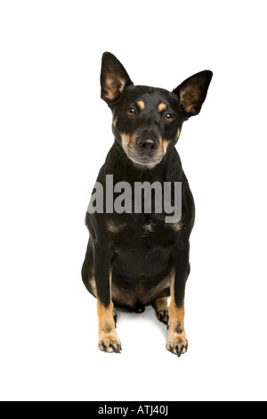 Adorable mixed breed dog isolated on white background Stock Photo - Alamy