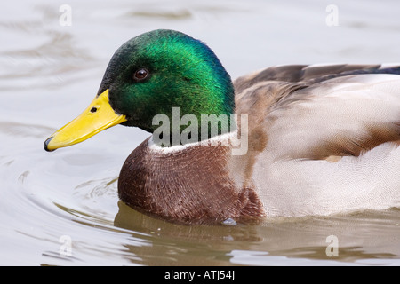 Mallard Duck, Martin Mere Stock Photo