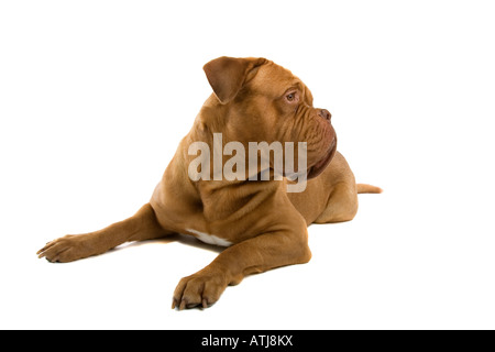 French Mastiff dog isolated on a white background looking sidewards and laying down Stock Photo