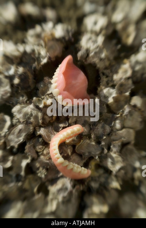 false teeth on sharp sea shells Stock Photo - Alamy
