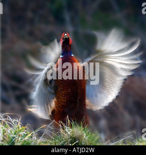 A ringneck pheasant flapping his wings for display Stock Photo