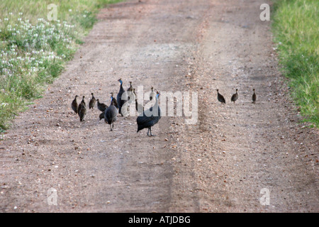 A flock of Helmeted Guineafowl Numida meleagris with three adults and several young chicks Serengeti Tanzania Stock Photo