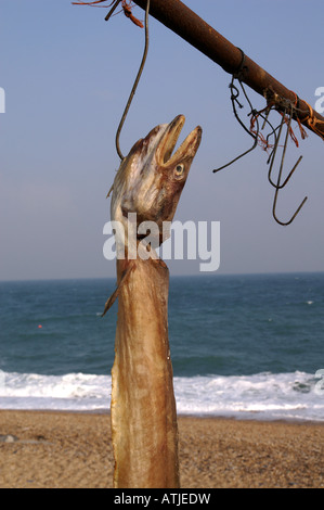 Air dried Fish Beesands Stock Photo