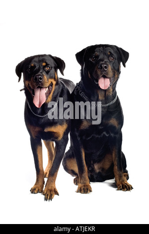Two dogs isolated on white background Stock Photo - Alamy