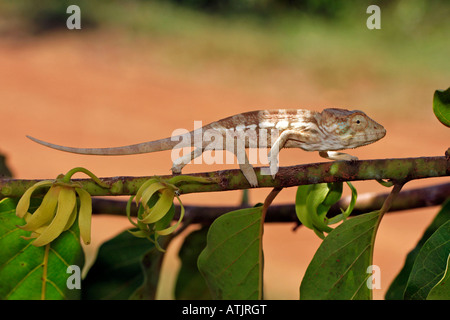 Panther Chameleon Stock Photo