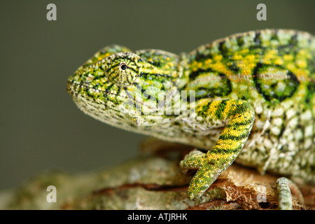 Carpet Chameleon / Jewelled Chameleon Stock Photo