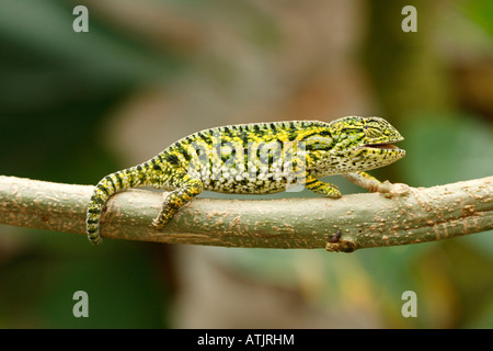 Carpet Chameleon / Jewelled Chameleon Stock Photo