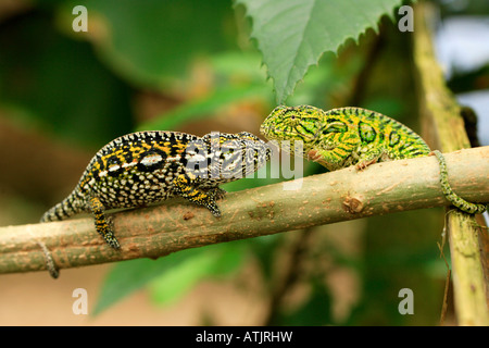 Carpet Chameleon / Jewelled Chameleon Stock Photo