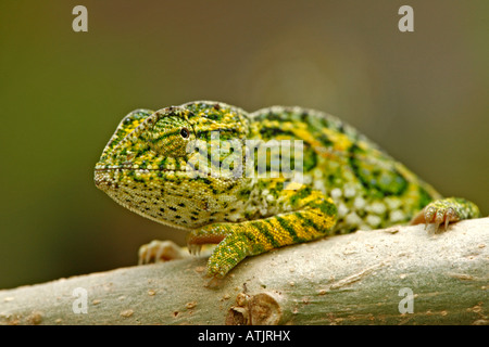 Carpet Chameleon / Jewelled Chameleon Stock Photo