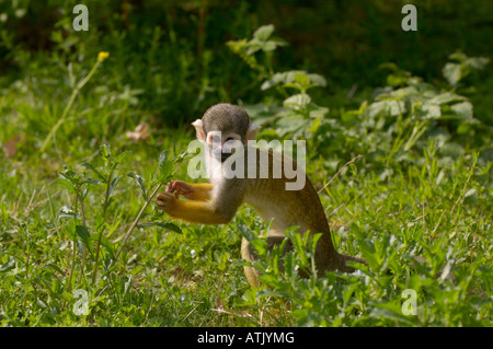 Bolivian Squirrel Monkey Saimiri boliviensis Stock Photo