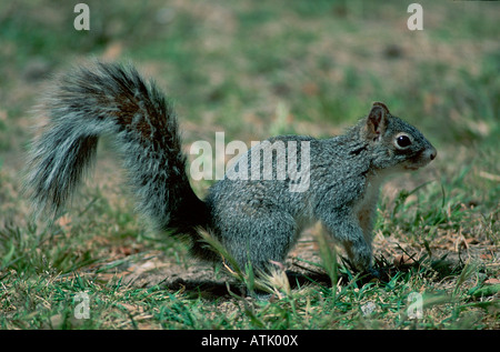 Arizona Gray Squirrel Stock Photo