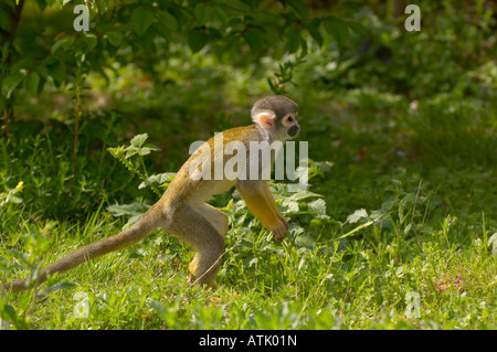 Bolivian Squirrel Monkey Saimiri boliviensis Stock Photo