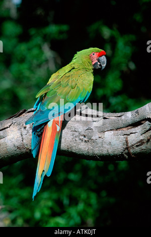 Buffon's Macaw / Great Green Macaw Stock Photo