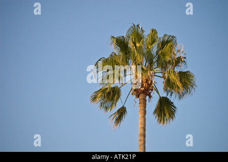 Lone palm tree crown on clear blue sky Stock Photo