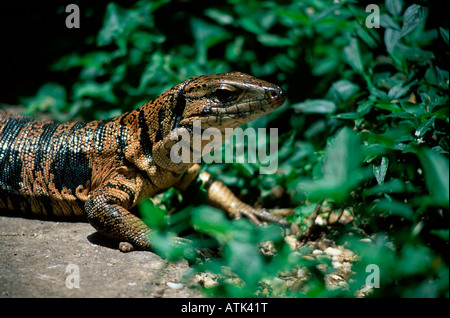 Common Tegu Stock Photo