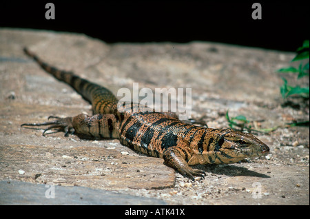 Common Tegu Stock Photo