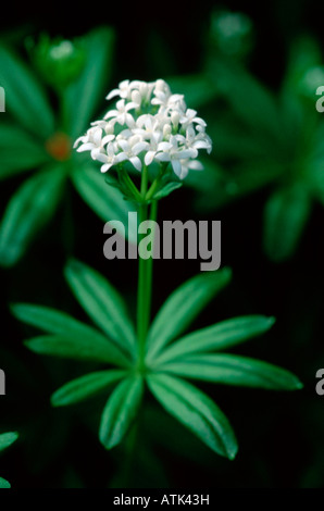 Woodruff Stock Photo
