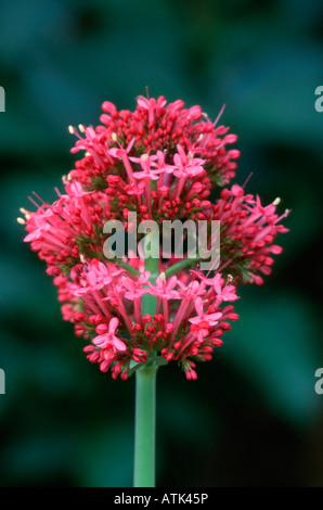 Red Valerian  / Jupiter's Beard Stock Photo