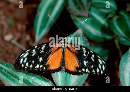 Passion Flower Butterfly / Hecales Longwing Stock Photo