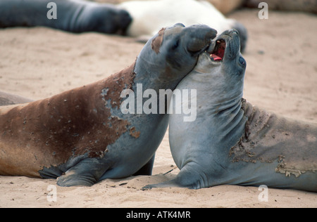 Northern Elephant Seal / Noerdlicher See-Elefant Stock Photo