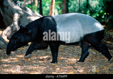 Asiatic Tapir / Malayan Tapir / Schabrackentapir Stock Photo