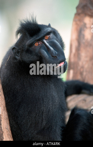 An adult Celebes crested macaque (Macaca nigra), foraging in Tangkoko