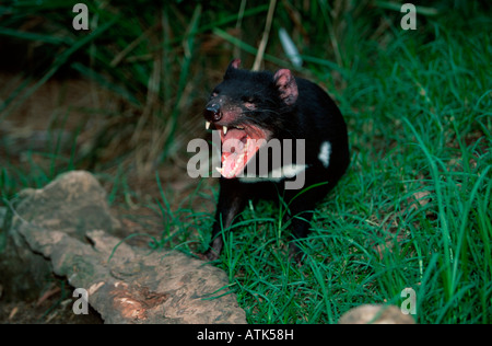 Tasmanian Devil / Beutelteufel / Tasmanischer Teufel Stock Photo